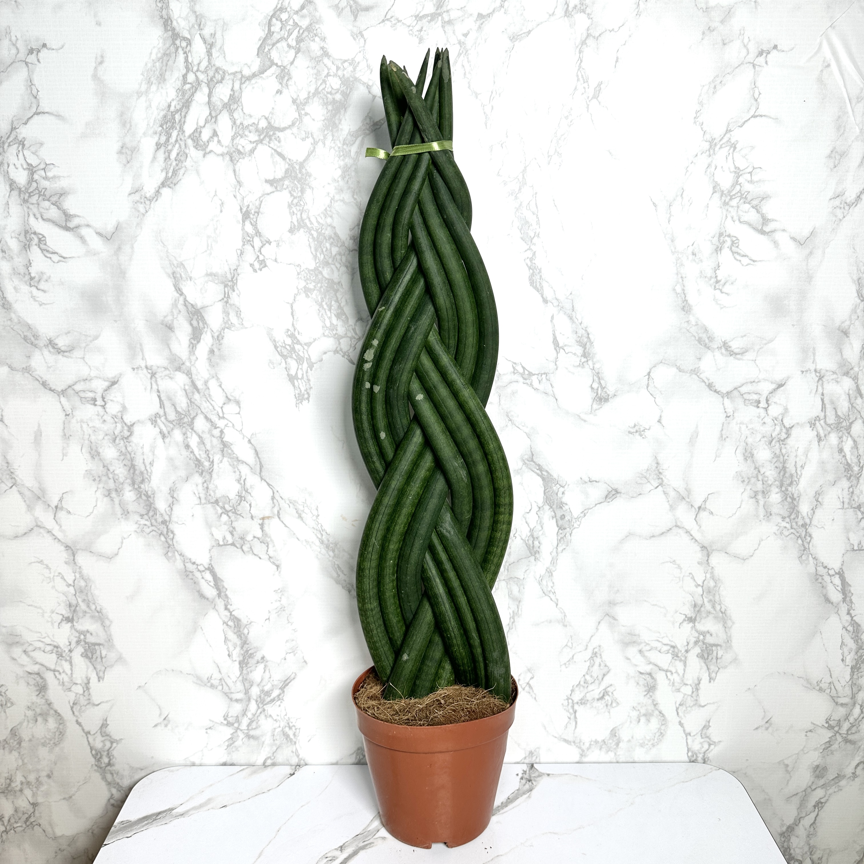 키우기 좋은 식물