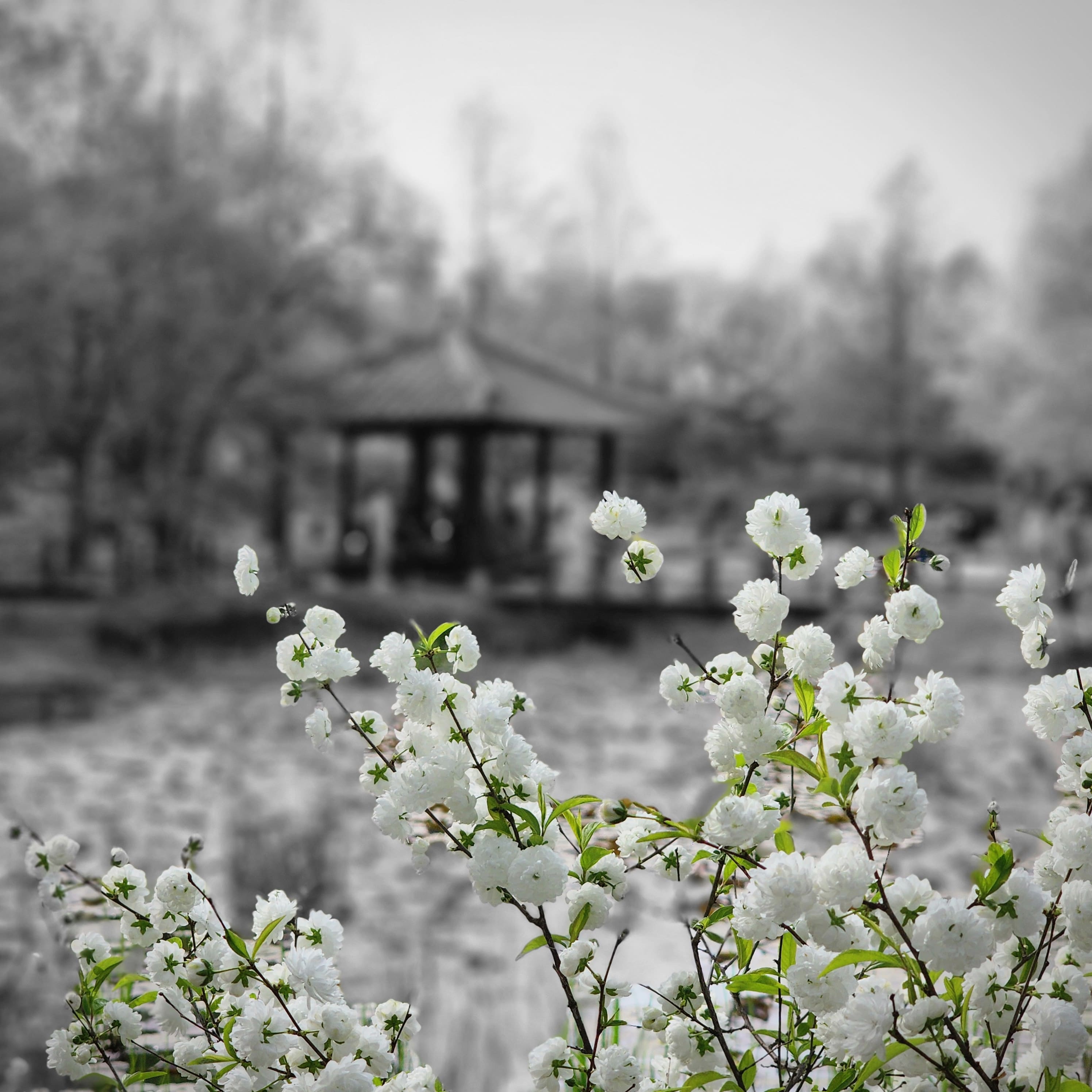 Prunus glandulosa f. albiplena Koehne