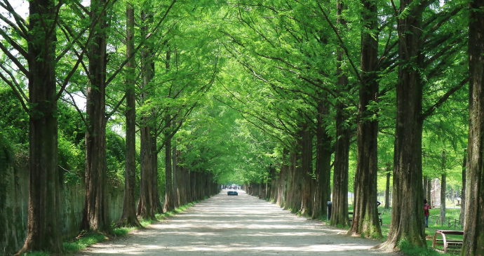 전남 담양 대나무 숲