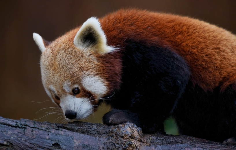 레드팬더와 자이언트판다