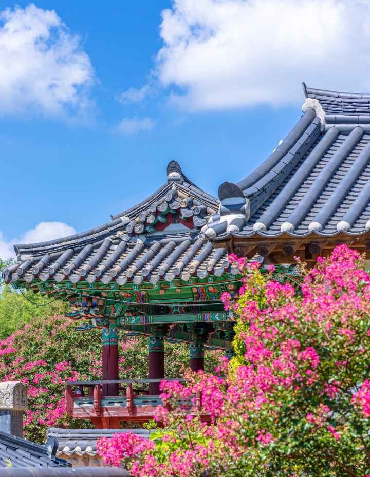 군산 옥구향교 배롱나무