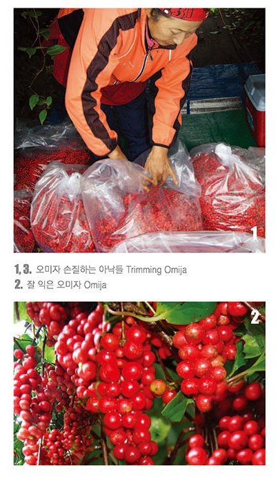 인제 5대 명품 오미자