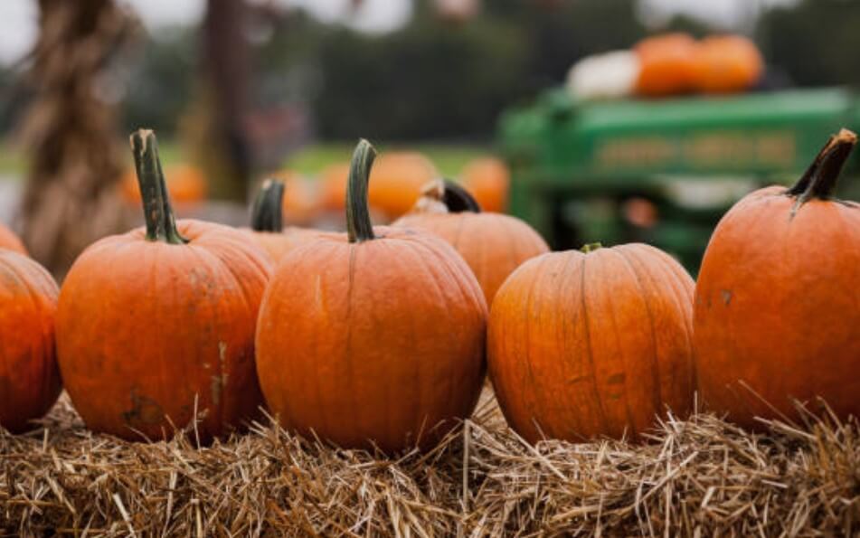 신장에좋은음식-호박