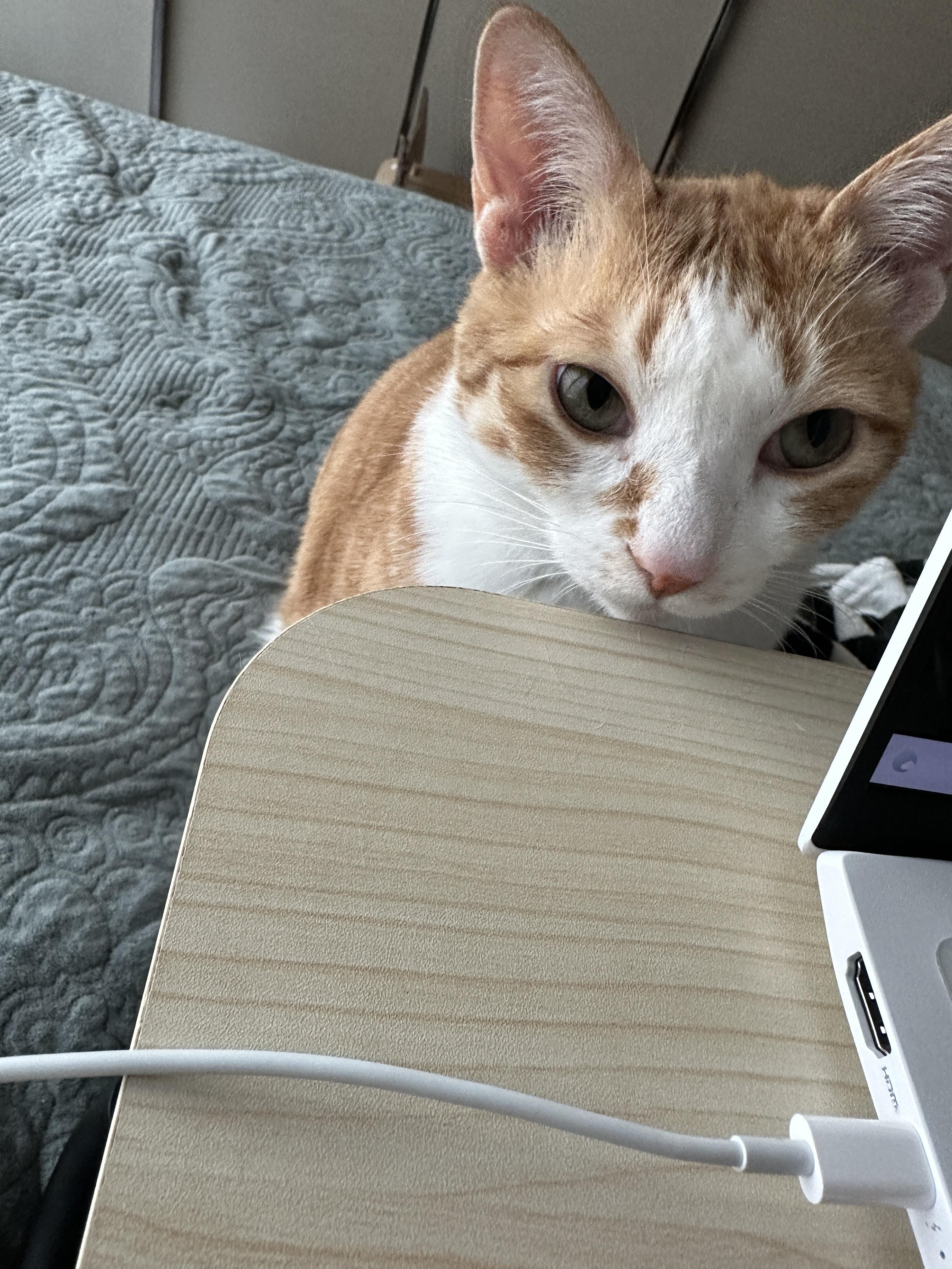 칭얼칭얼을 행동으로 보여주는 고양이 (feat. 사랑스러운 호야)