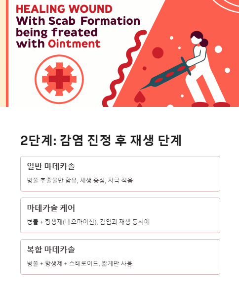 2단계 감염 진정 후 재생 단계