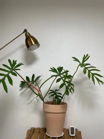 필로덴드론 물주기 지지대세우기 분갈이 비료관리 튼튼하게 키우기_13