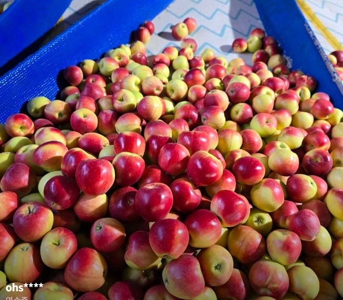 사노라면-경산-루비에스사과