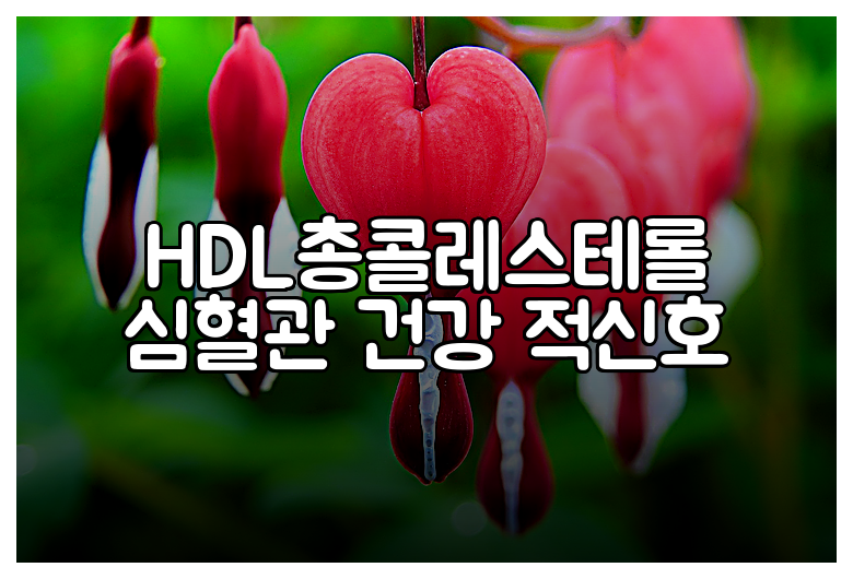 HDL총콜레스테롤 심혈관 건강 적신호
