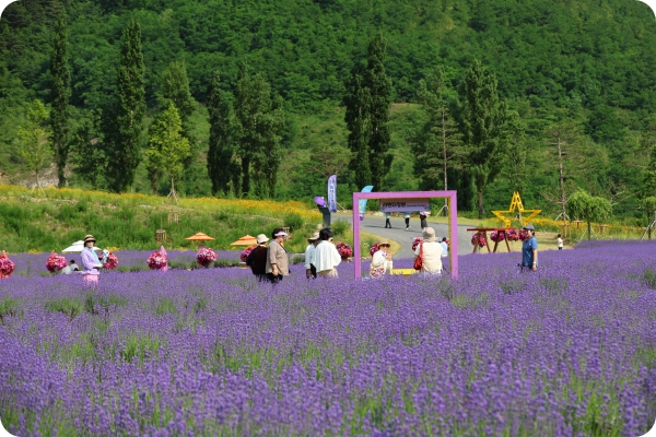 동해 무릉별유천지 라벤더 축제 2025&amp;#44; 일정&middot;포토존&middot;네이버예약&middot;주차안내 총정리 