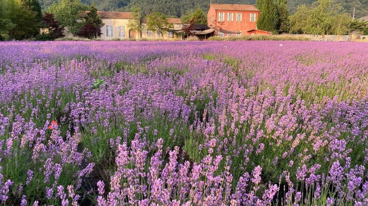 고성 라벤더축제