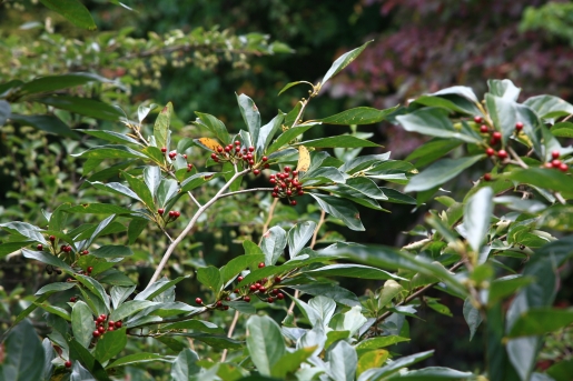 비목나무 수형1