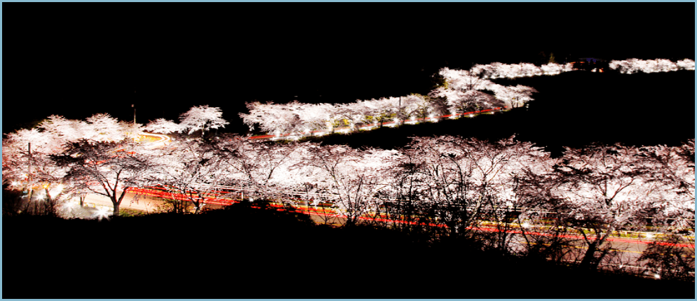 청풍호-벚꽃축제