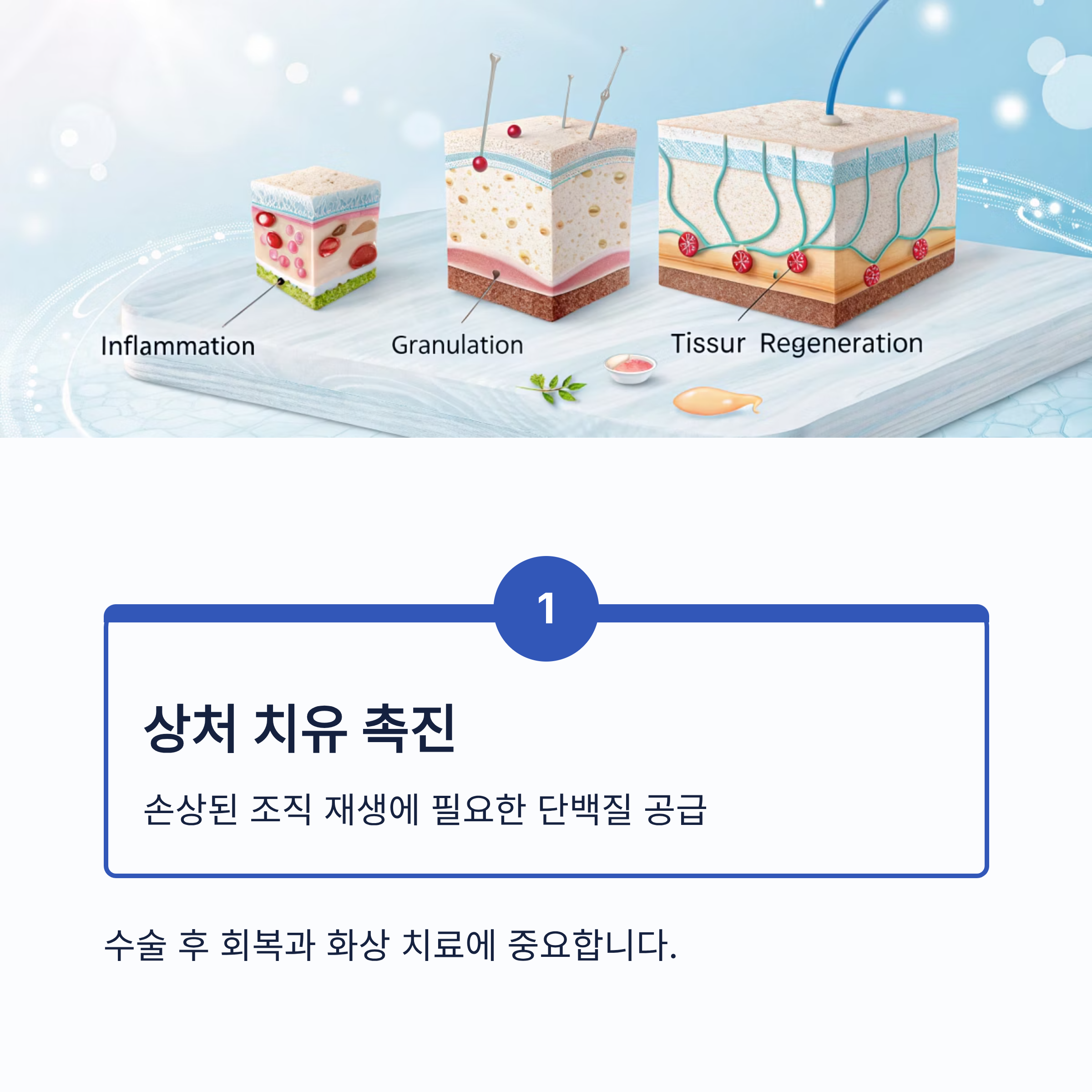 알부민의 효능 7가지|면역력·부종 개선·간 기능 회복까지, 건강의 핵심 단백질