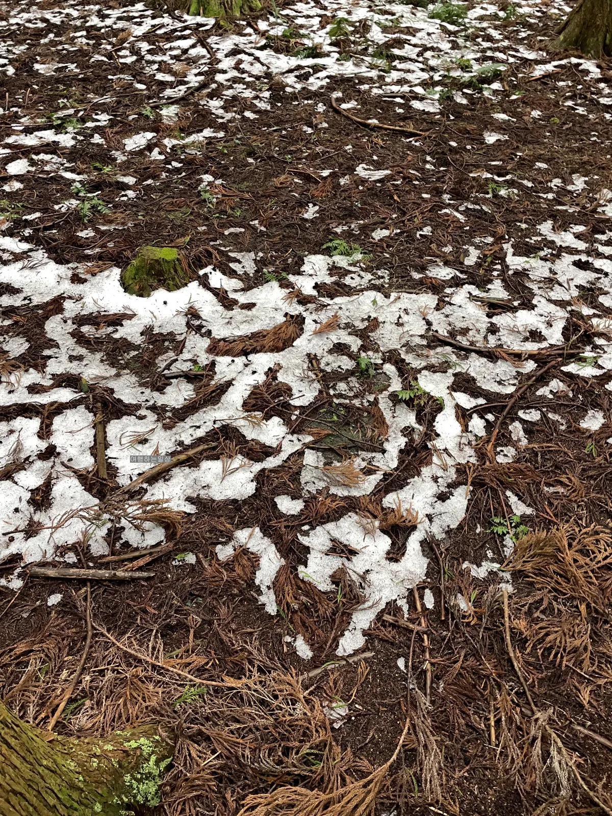 비오는날-제주-겨울에-가볼만한곳-사려니숲-무장애나눔길-위치-산책로-소요시간
