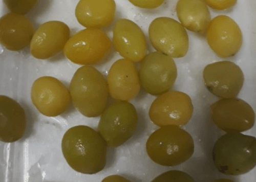 구워진-은행알들