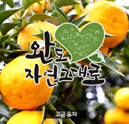 완도 유자 