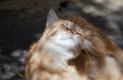 고양이 목 이미지.