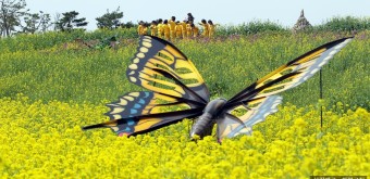 함평 나비 축제