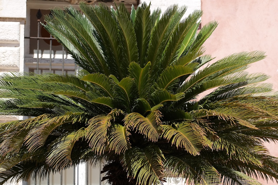 Saw Palmetto