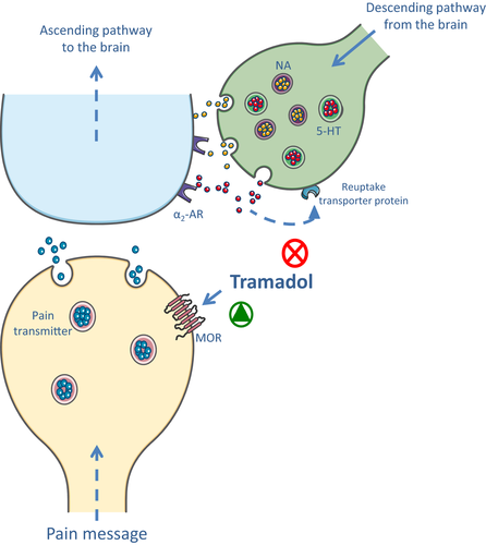 트라마돌 작용기전