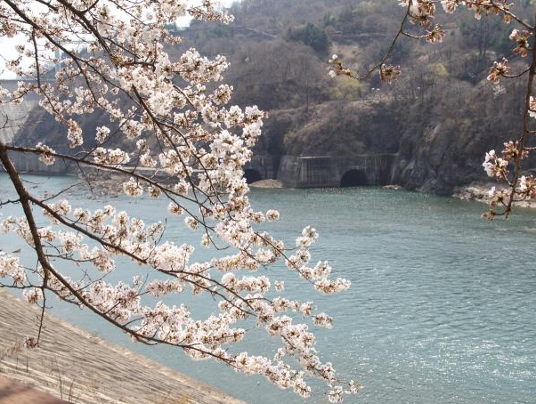 충주호 벚꽃길