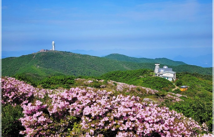소백산 철쭉