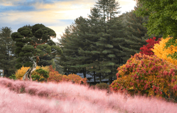 아침고요수목원 들판에 핀 핑크몰리