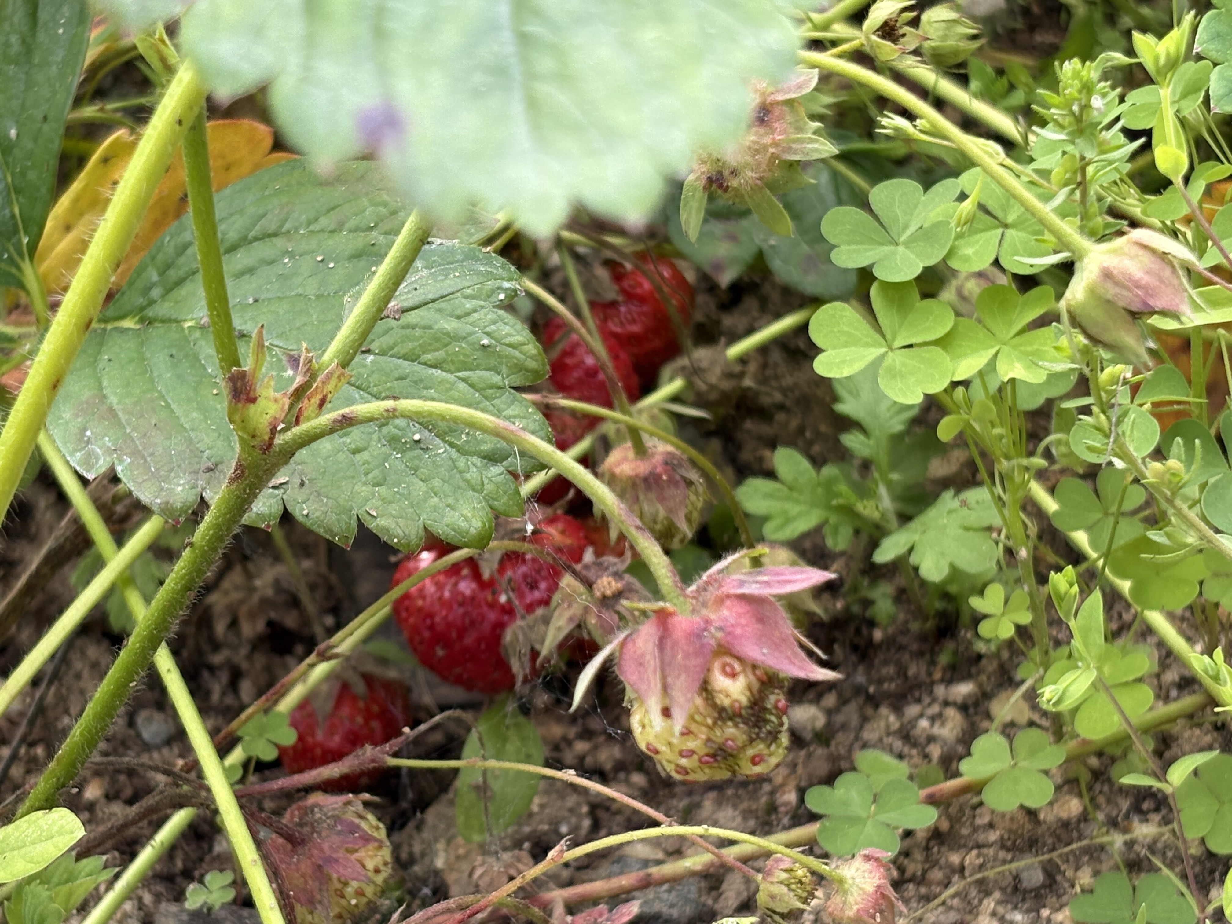 지평오차드 셀프 바베큐장