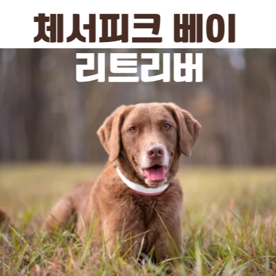 체서피크 베이 레트리버 사진