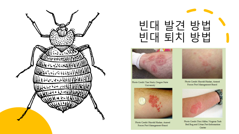 빈대 발견 방법 및 빈대 퇴치 방법
