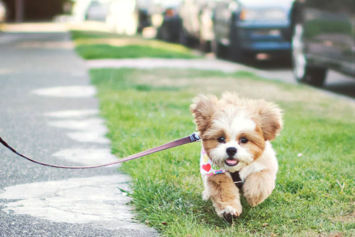 반려동물을 꾸준히 산책시키면 얻을 수 있는 건강상의 이점