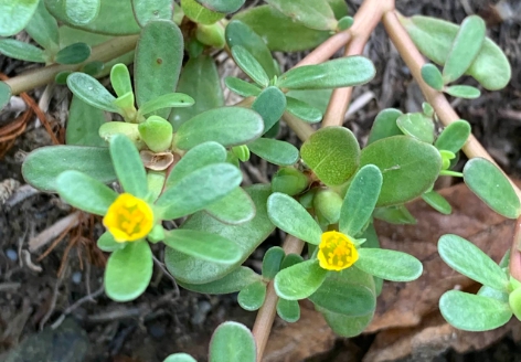 가을에 피는 꽃 쇠비름