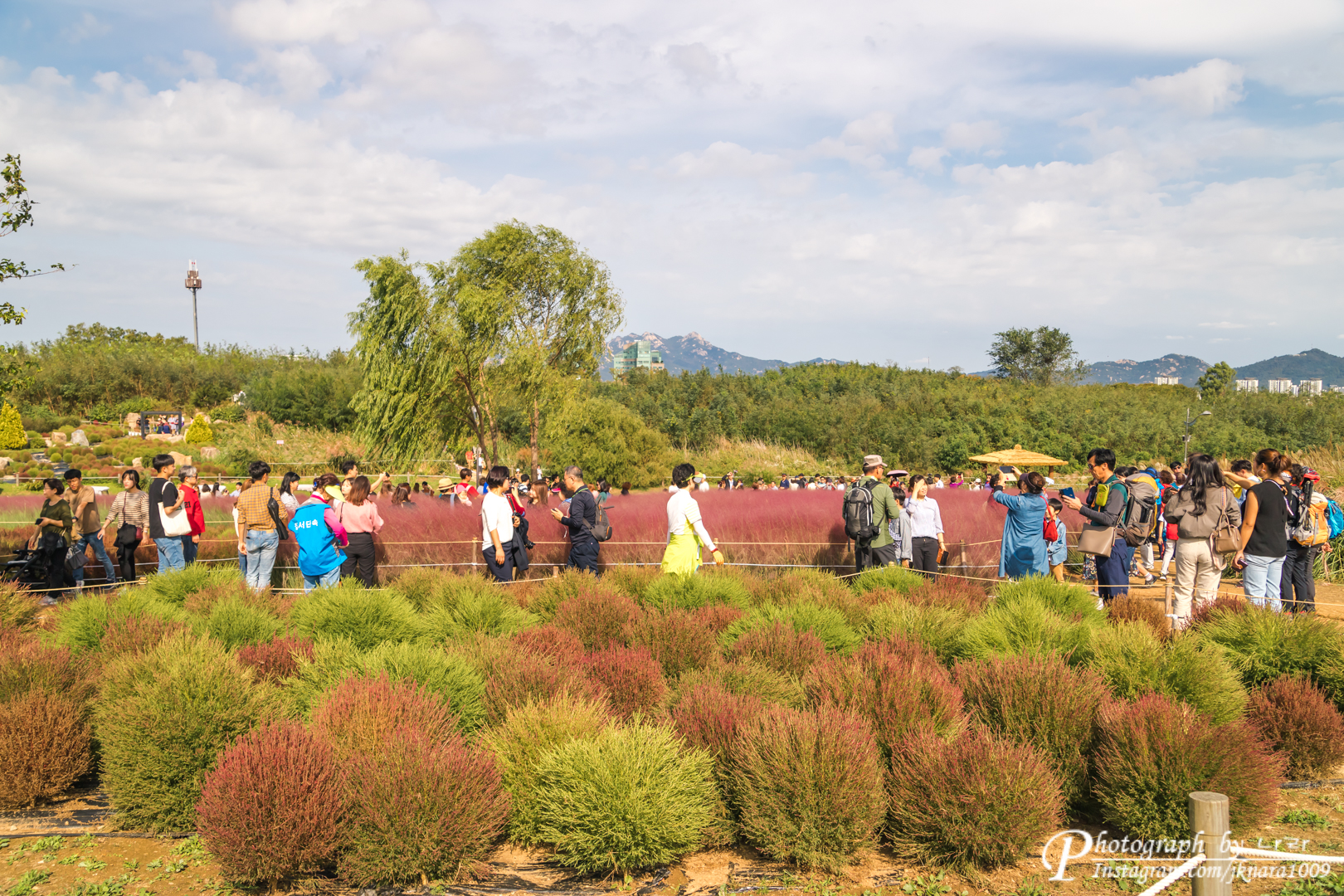 뎁싸리와 핑크뮬리