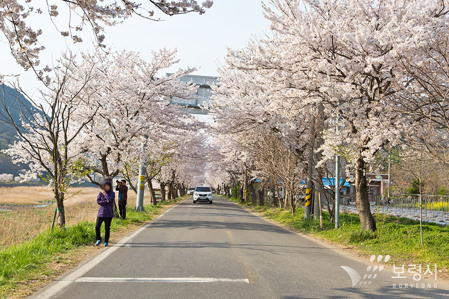  주산벚꽃축제 기본일정과 프로그램 소개