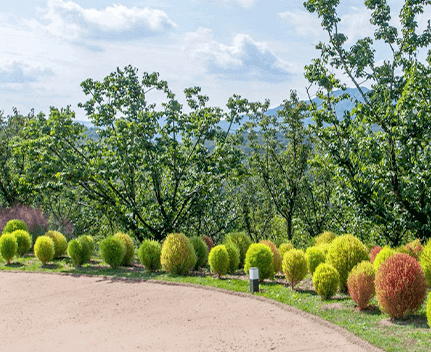 에버랜드-자유이용권-할인