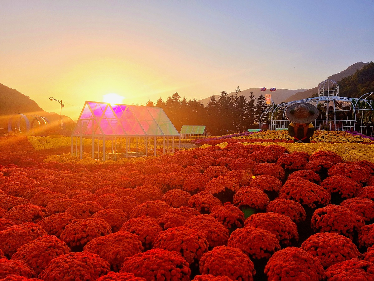 2024 강원도 인제 가을꽃 축제: 꽃길만 걷자 노을빛 국화 풍경, 단풍 후기 (10.17.)