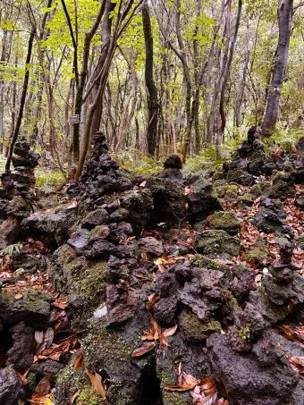 제주 곶자왈 숲길 산책 원시림 초록 힐링 여행_22