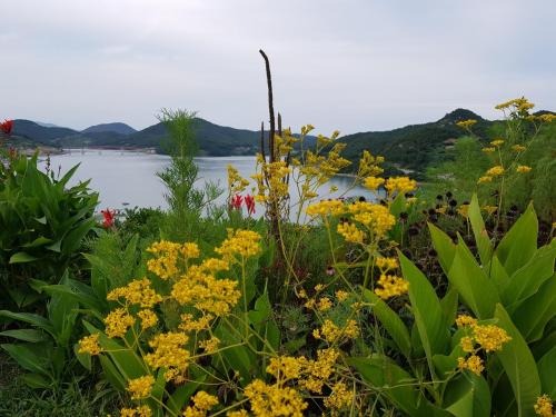 고흥 쑥섬 수국정원