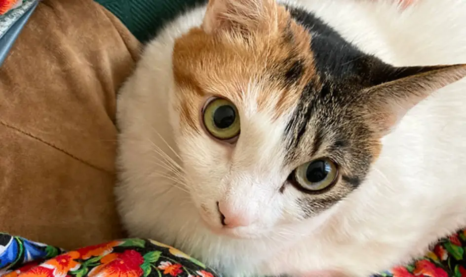 고양이 꿈해몽