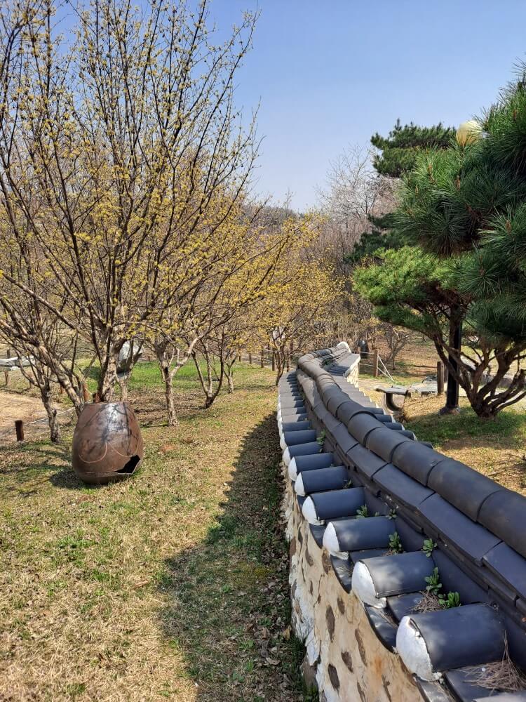 이천설봉공원벚꽃