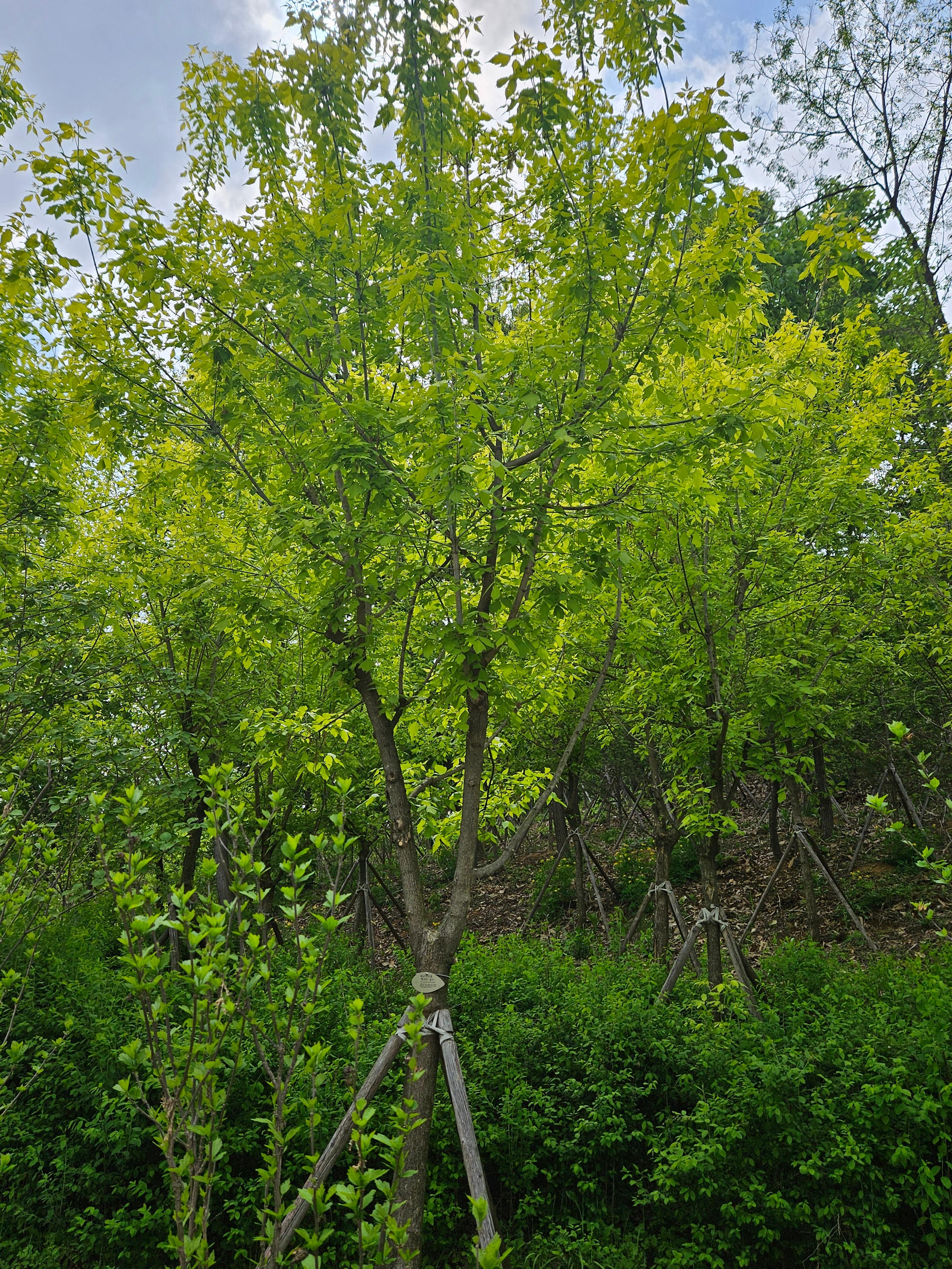 네군도단풍 수형