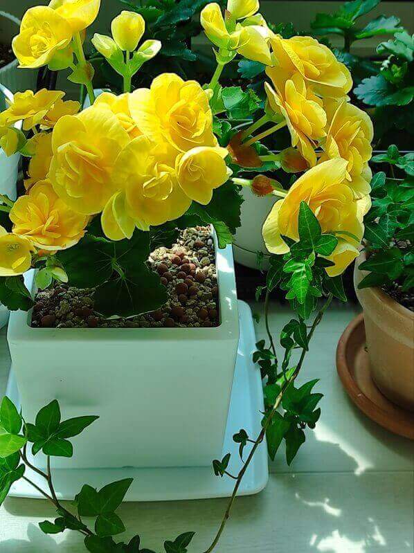 장미베고니아-화분