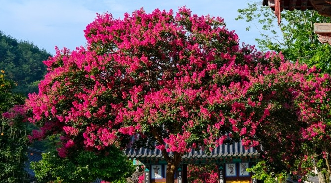 가을에 피는 꽃 배롱나무