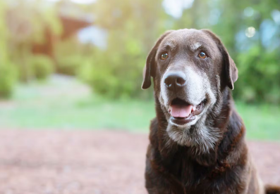 개가 설사를 하는 원인.