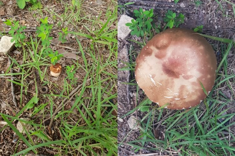 그물버섯아재비