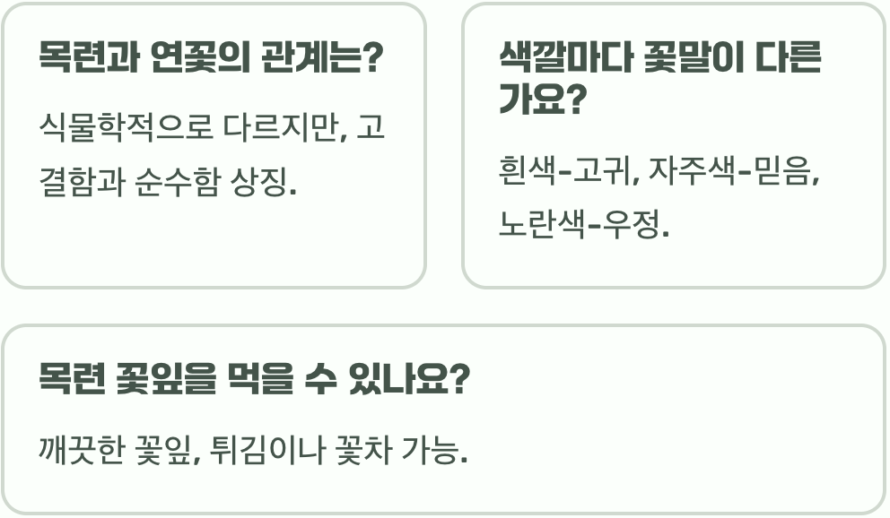 목련 꽃말 자연의 존엄과 품위를 상징하는 목련의 특별한 의미