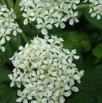 당귀 효능 부작용 뿌리 고르는법