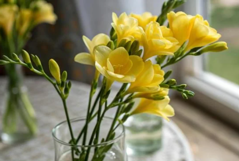 프리지아 오래 보관하는 법