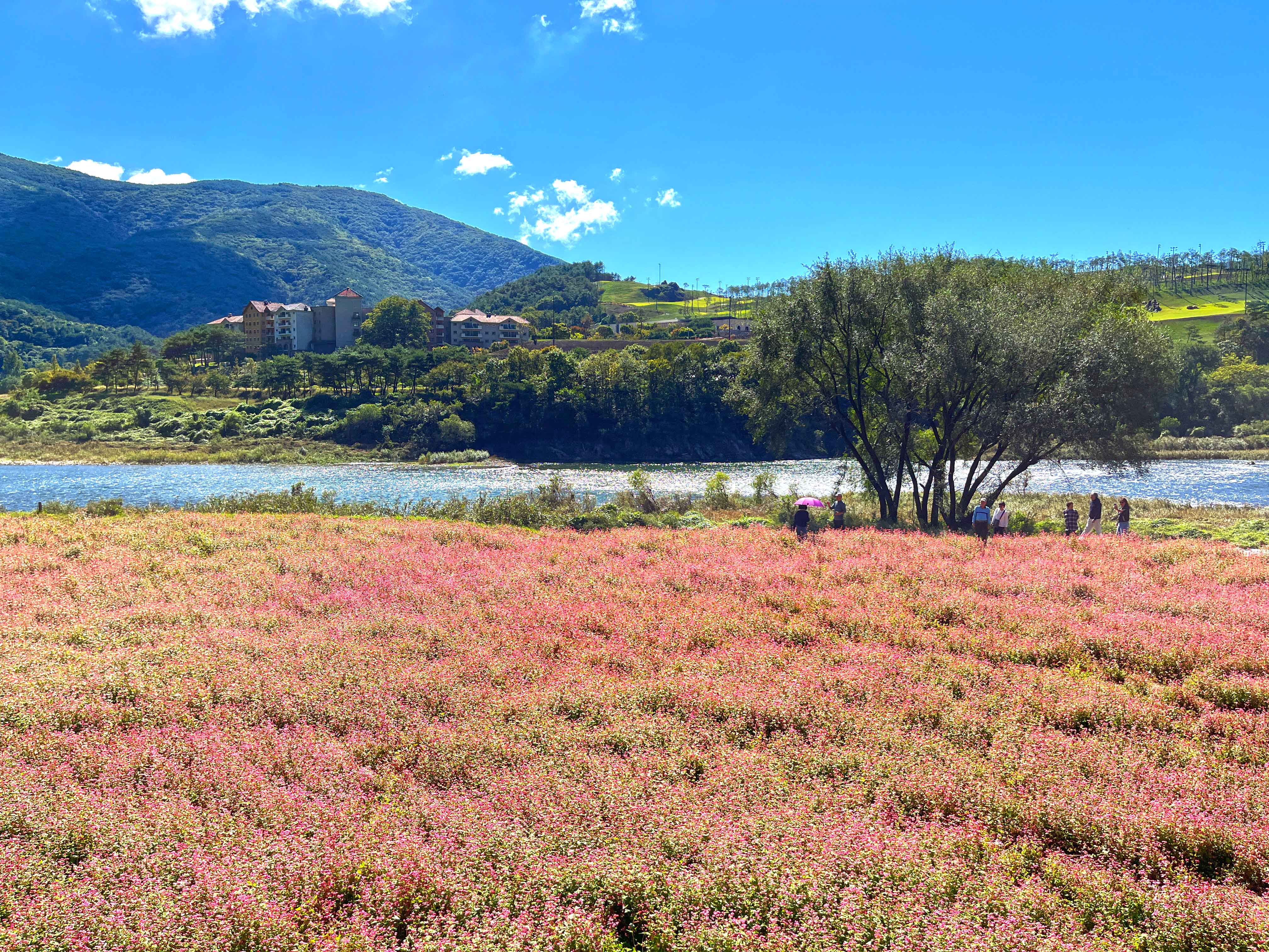 영월 동강 붉은 메밀꽃 축제 홍메밀축제