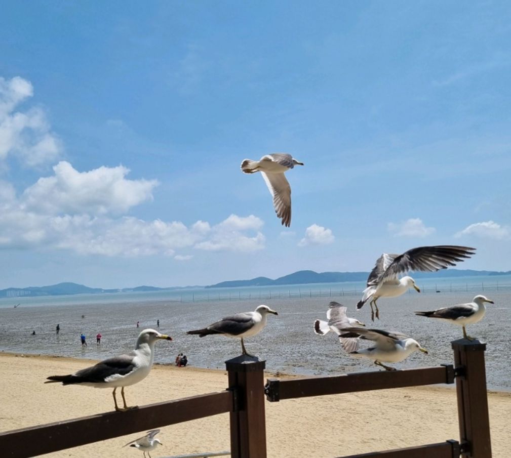 동막해변